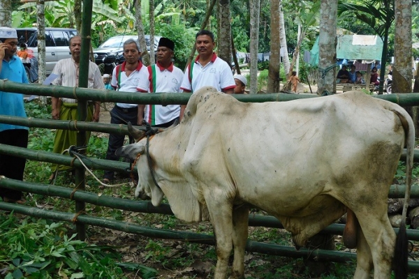 pasmada-qurban20201E12502BB-80B0-308E-84A4-382A0B7B8D42.jpg